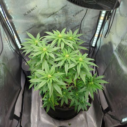 Blueberry Muffin growlog timeline photo