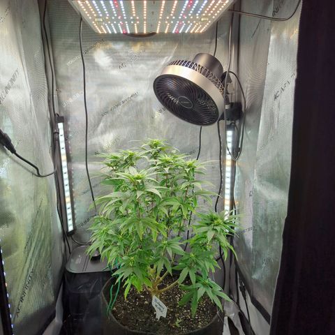 Blueberry Muffin growlog timeline photo