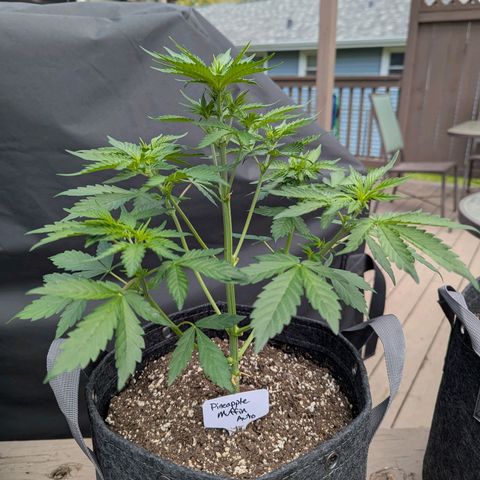 Pineapple Muffin Auto growlog photo: Preflower 
