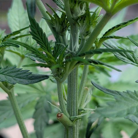 Pineapple Muffin Auto growlog photo: Preflower 