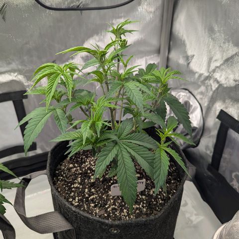 Purple Cherry Punch growlog timeline photo