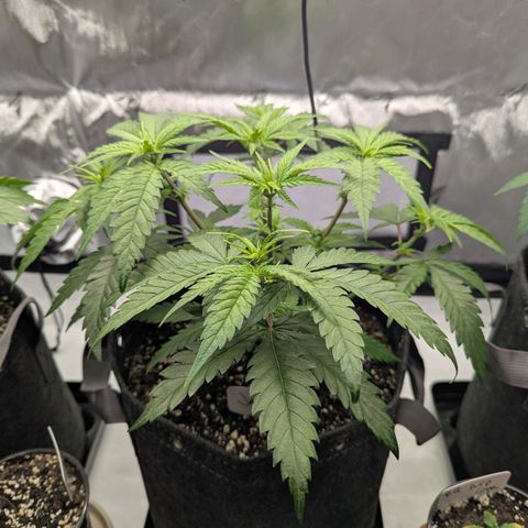 Jack Herer growlog timeline photo
