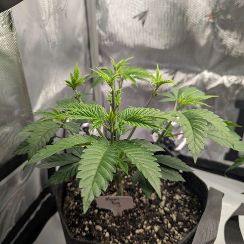 Moon Fog growlog timeline photo