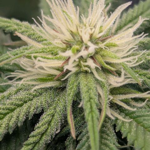 Blueberry Muffin growlog timeline photo
