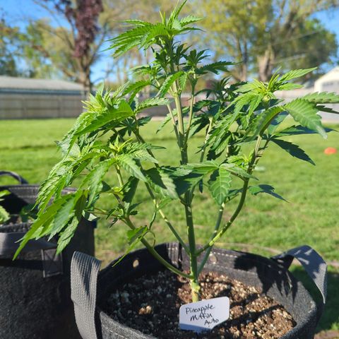 Pineapple Muffin Auto growlog timeline photo