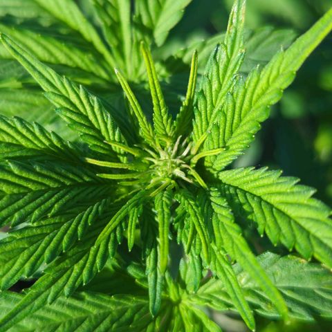 Pineapple Muffin Auto growlog timeline photo