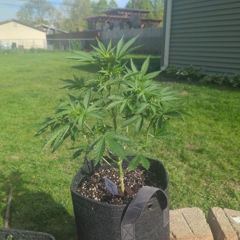 Pineapple Muffin Auto growlog timeline photo