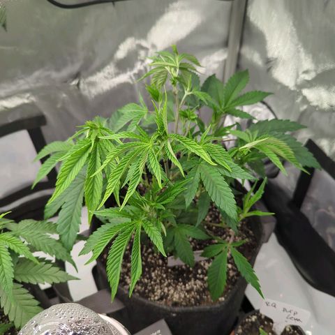 Purple Cherry Punch growlog timeline photo