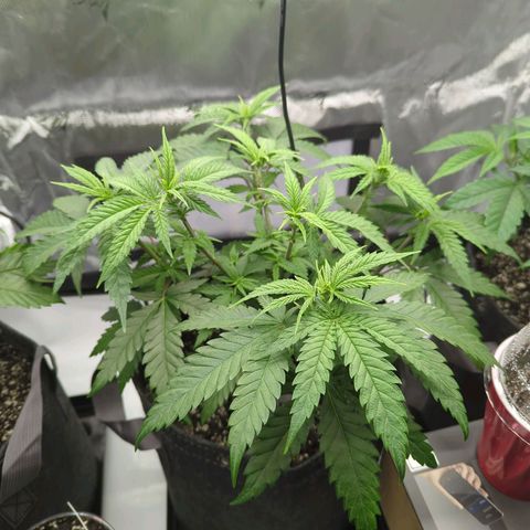 Jack Herer growlog timeline photo