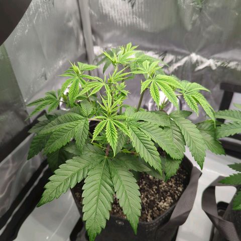 Moon Fog growlog timeline photo