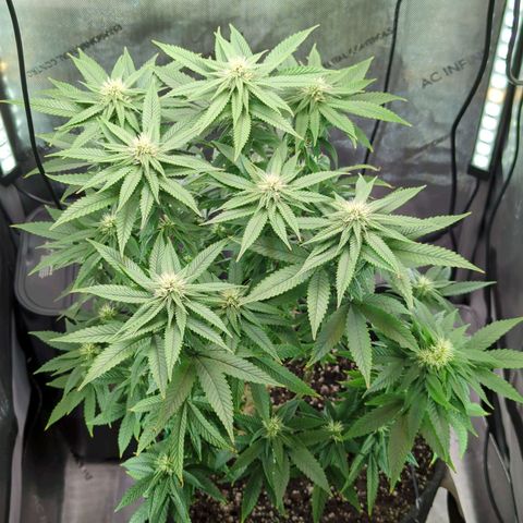 Blueberry Muffin growlog timeline photo