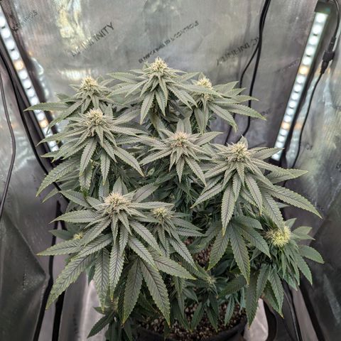 Blueberry Muffin growlog timeline photo