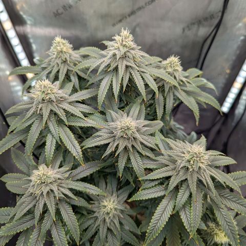 Blueberry Muffin growlog timeline photo