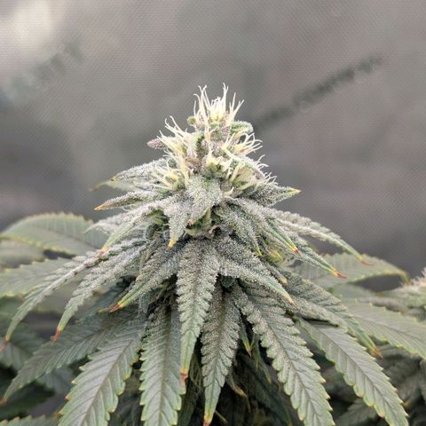 Blueberry Muffin growlog timeline photo