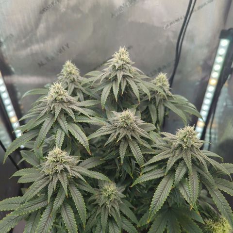Blueberry Muffin growlog timeline photo