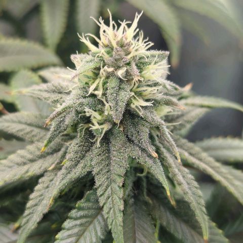 Blueberry Muffin growlog timeline photo