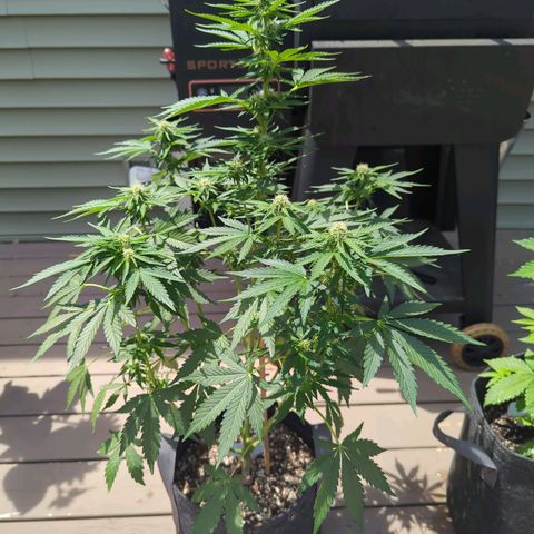 Pineapple Muffin Auto growlog timeline photo