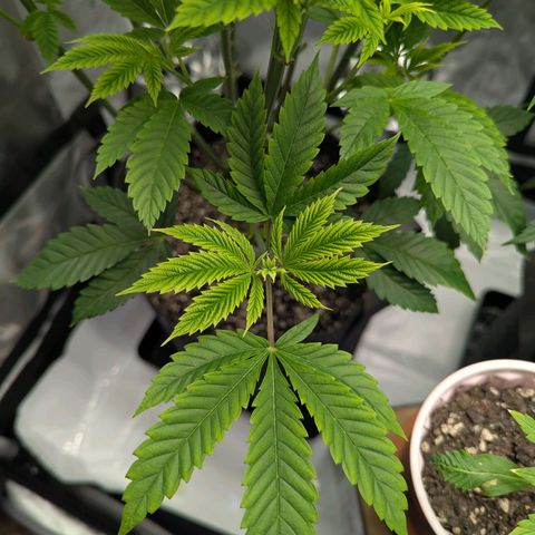 Moon Fog growlog timeline photo