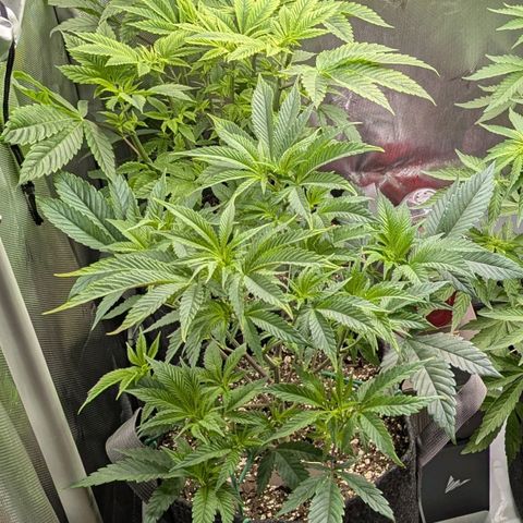 Moon Fog growlog timeline photo
