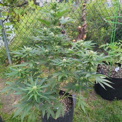 Pineapple Muffin Auto growlog timeline photo