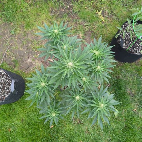 Pineapple Muffin Auto growlog timeline photo