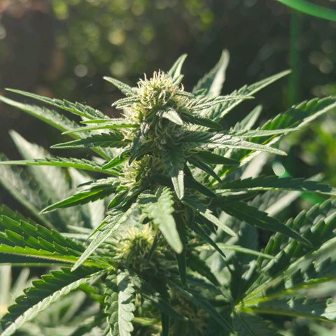 Pineapple Muffin Auto growlog timeline photo