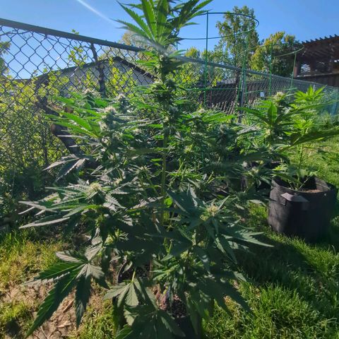 Pineapple Muffin Auto growlog timeline photo