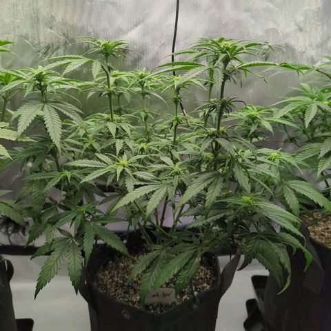Jack Herer growlog timeline photo