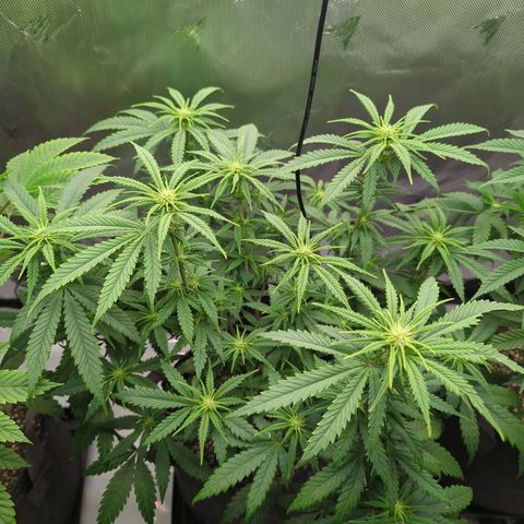 Jack Herer growlog timeline photo