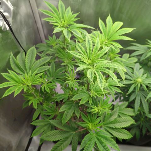 Moon Fog growlog timeline photo