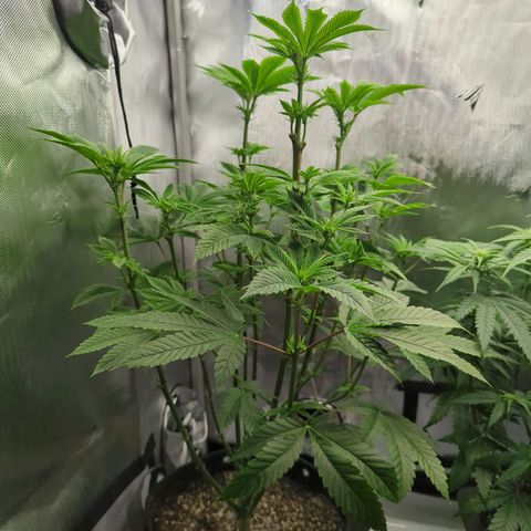 Moon Fog growlog timeline photo