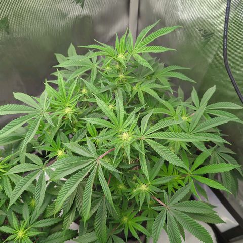 Purple Cherry Punch growlog timeline photo
