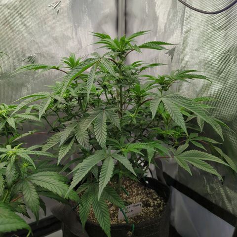 Purple Cherry Punch growlog timeline photo
