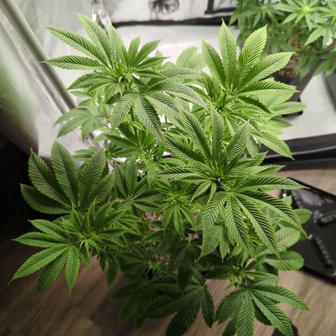 Moon Fog growlog timeline photo