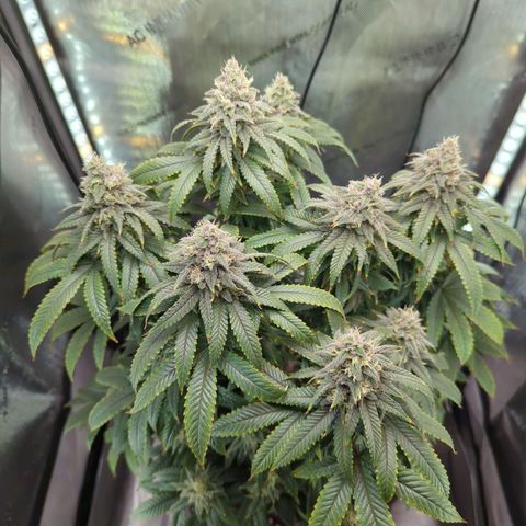 Blueberry Muffin growlog timeline photo
