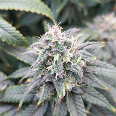 Blueberry Muffin growlog timeline photo