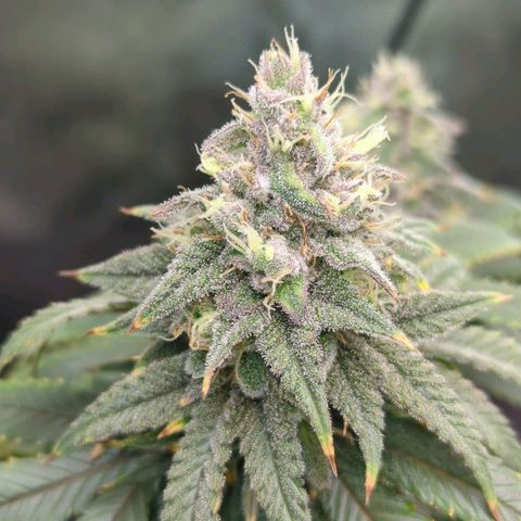 Blueberry Muffin growlog timeline photo