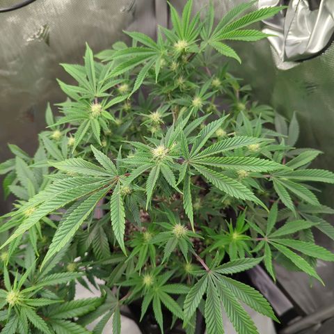 Purple Cherry Punch growlog timeline photo