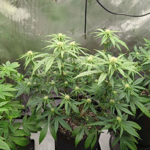 Jack Herer growlog timeline photo
