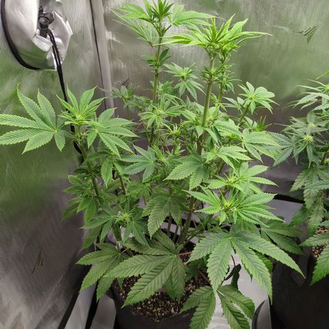 Moon Fog growlog timeline photo