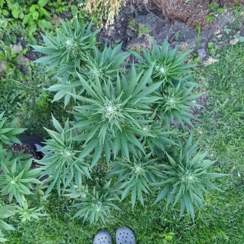 Pineapple Muffin Auto growlog timeline photo