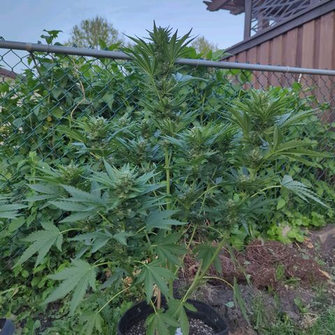 Pineapple Muffin Auto growlog timeline photo