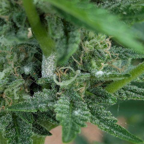 Pineapple Muffin Auto growlog photo: Powdery mildew