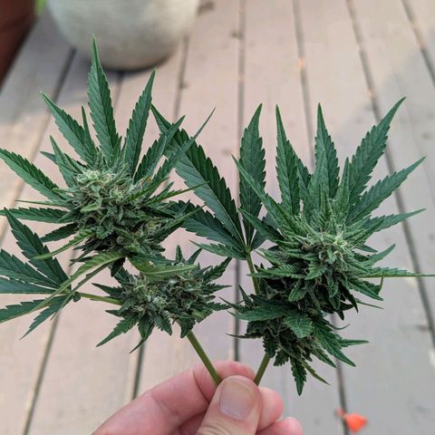 Pineapple Muffin Auto growlog photo: Powdery mildew