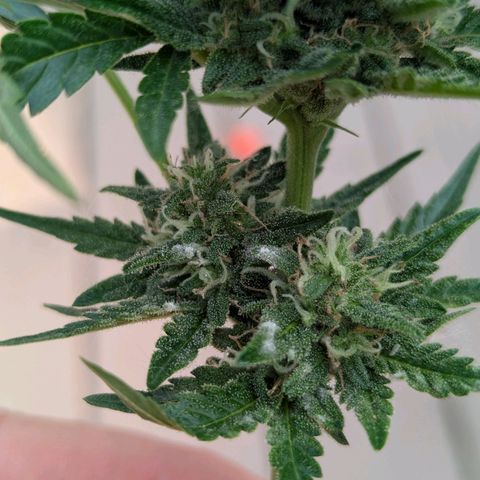 Pineapple Muffin Auto growlog photo: Powdery mildew