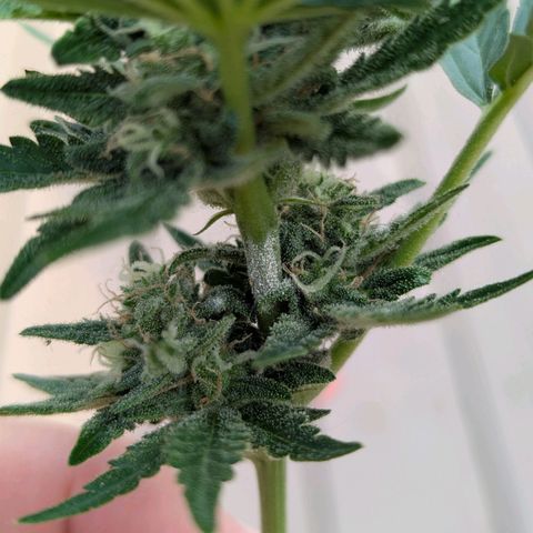Pineapple Muffin Auto growlog photo: Powdery mildew