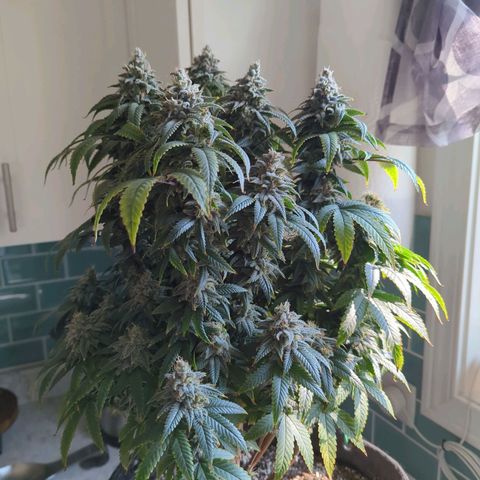 Blueberry Muffin growlog timeline photo