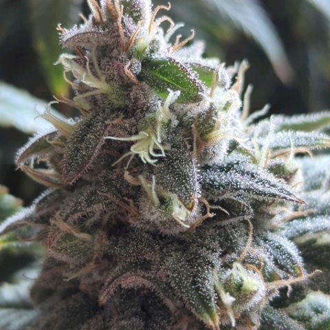 Blueberry Muffin growlog timeline photo