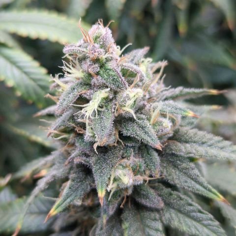 Blueberry Muffin growlog timeline photo