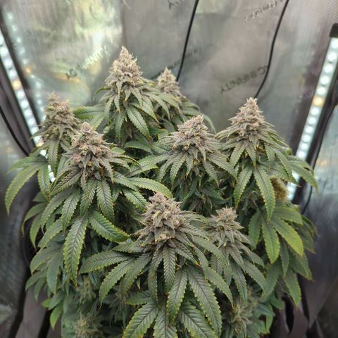 Blueberry Muffin growlog timeline photo